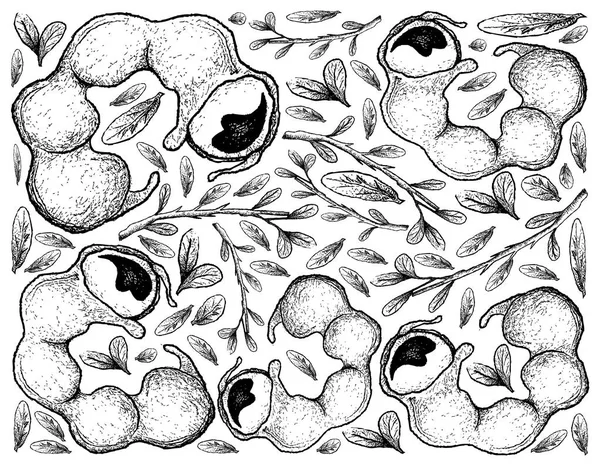 新鮮なマニラ タマリンド果実の手描きの背景 — ストックベクタ