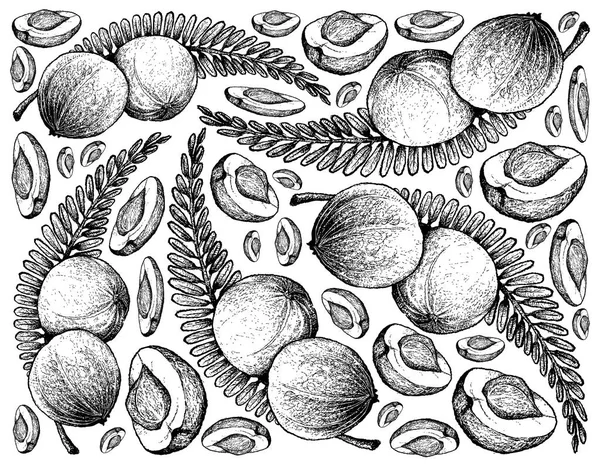 インドのスグリの果実の描かれた背景を手します。 — ストックベクタ