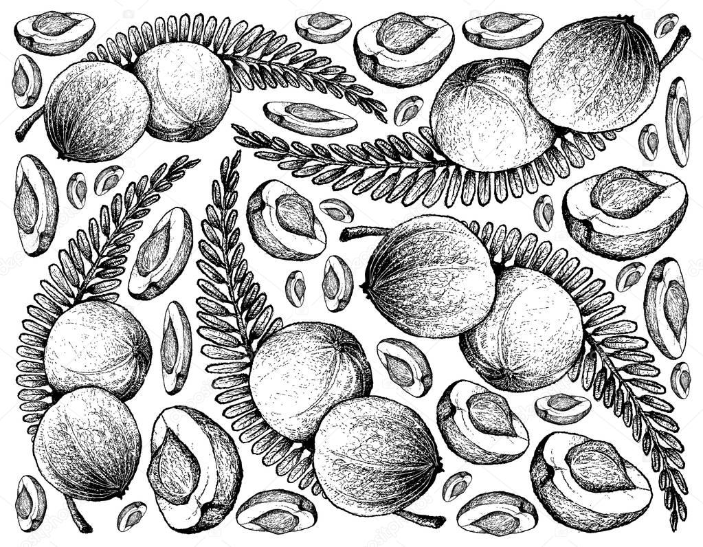 Hand Drawn Background of Indian Gooseberry Fruits