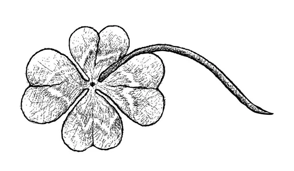 Symbole Szczęścia Powodzenia Ilustracja Ręka Ciągnione Szkic Świeże Four Leaf — Wektor stockowy