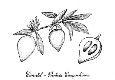 Elle Canistel meyvelerini beyaz arka plan üzerinde çizilmiş