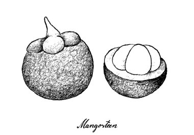 Elle taze mor beyaz arka plan üzerinde çizilmiş