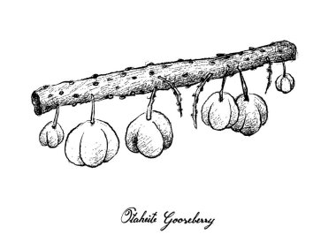 Elle Otaheite bektaşi üzümü beyaz arka plan üzerinde çizilmiş