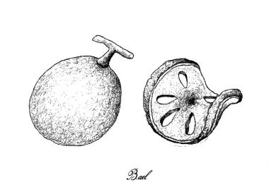 Elle Bael meyvelerini beyaz arka plan üzerinde çizilmiş