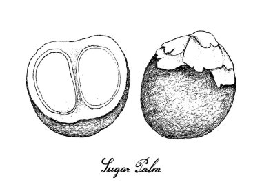 Elle şeker palmiye meyvelerini beyaz arka plan üzerinde çizilmiş