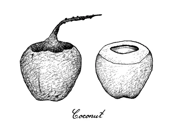 Dibujado a mano de frutas de coco sobre fondo blanco — Vector de stock