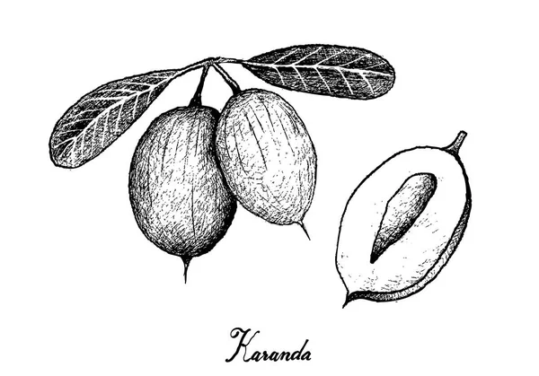 Dibujado a mano de frutas de Karanda sobre fondo blanco — Vector de stock