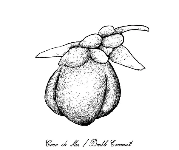 Dibujado a mano de Coco de Mer o frutas de coco dobles — Vector de stock