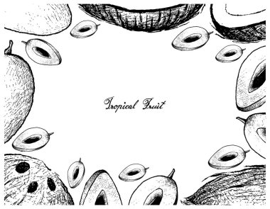El çizilen çerçeve Sapodilla Erik ve Hindistan cevizi meyve