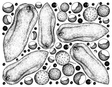 Longan ve Papaya meyve çizilmiş arka plan el