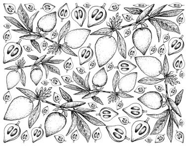 Taze Canistel meyve çizilmiş arka plan el