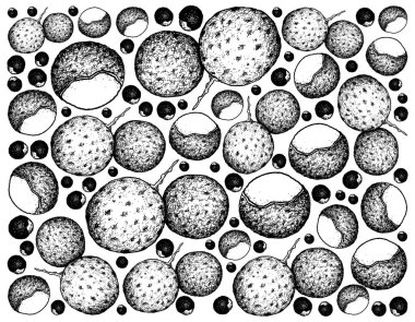 Taze Longan meyve çizilmiş arka plan el 
