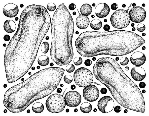 손 Longan와 파파야 과일의 그려진된 배경 — 스톡 벡터