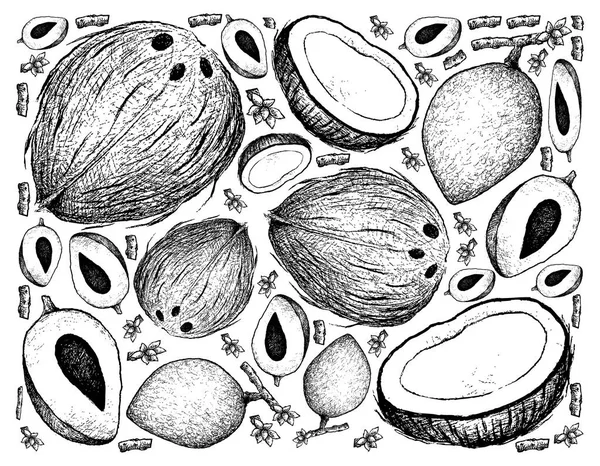 Fondo dibujado a mano de Mamey Sapote y coco — Archivo Imágenes Vectoriales