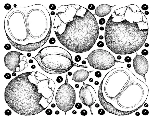 手画背景的糖棕榈和 Mamoncillo 水果 — 图库矢量图片