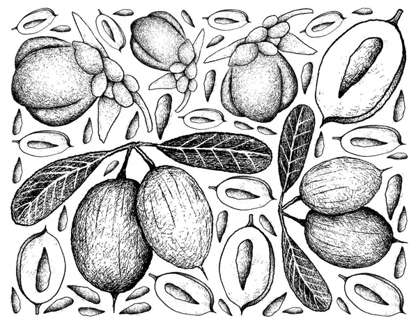 Fondo dibujado a mano de Karanda y frutas de coco dobles — Vector de stock