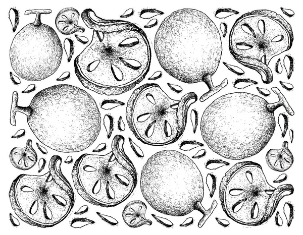 Fundo desenhado à mão de frutas frescas de bael — Vetor de Stock