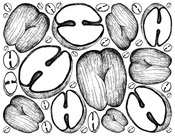 Handgezeichneter Hintergrund aus doppelten Kokosfrüchten — Stockfoto