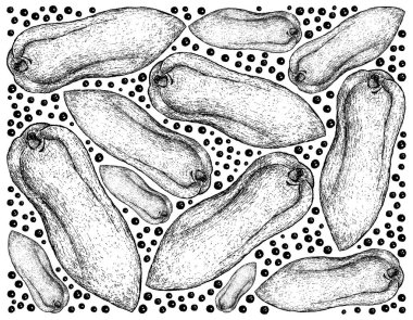 Taze Papaya meyve çizilmiş arka plan el