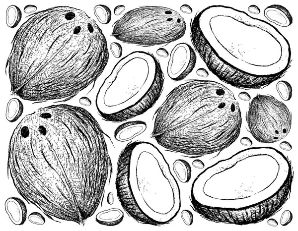 新鮮なココナッツ果実の描かれた背景を手します。 — ストックベクタ