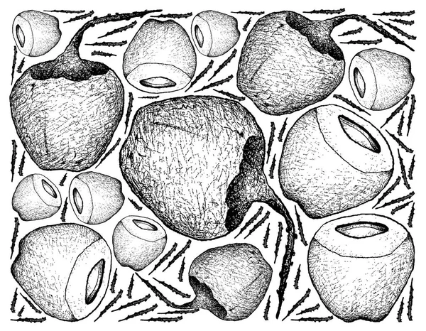 Hand getekende achtergrond van verse kokosnoot vruchten — Stockvector