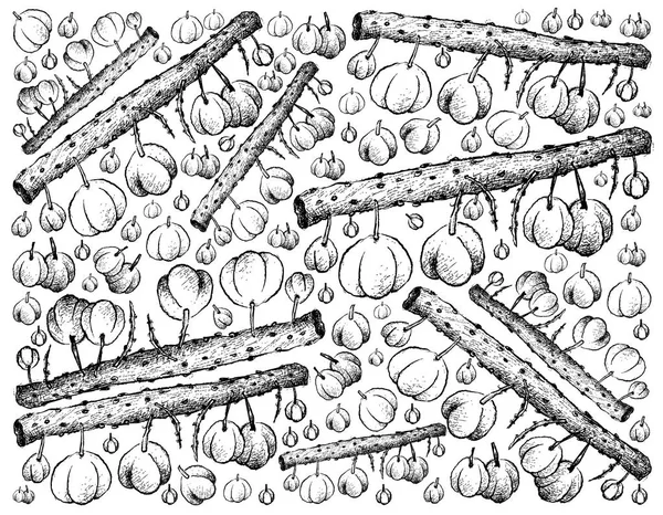 Handgezeichneter Hintergrund aus frischen Otaeite-Stachelbeeren — Stockvektor