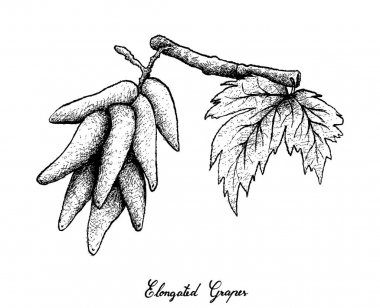 Beyaz arka plan üzerinde uzun üzüm el çizimi