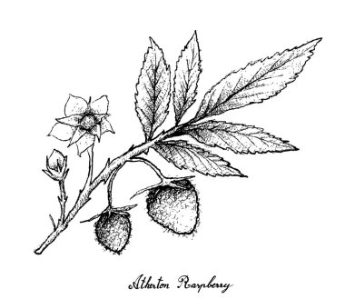 Elle Atherton ahududu beyaz arka plan üzerinde çizilmiş