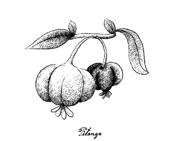 ピタンガ果実の白い背景の上に描画の手 — ストックベクタ