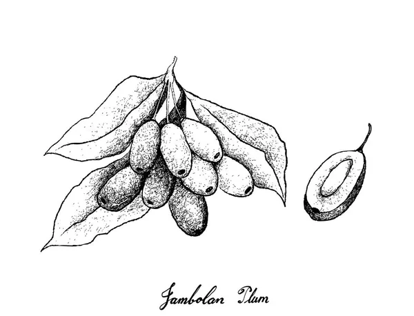 Dibujado a mano de ciruelas Jambolan sobre fondo blanco — Archivo Imágenes Vectoriales