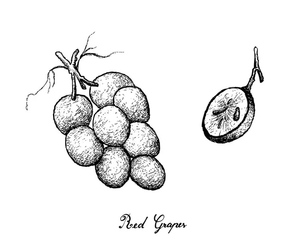 Dibujo a mano de uvas rojas jugosas frescas — Vector de stock