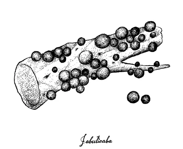 Hand loting Jaboticaba of Braziliaanse druif boom — Stockvector