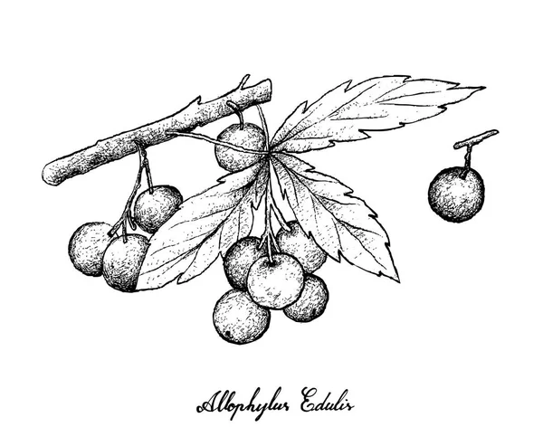 Allophylus 새싹 과일의 흰색 바탕에 그려진 손 — 스톡 벡터