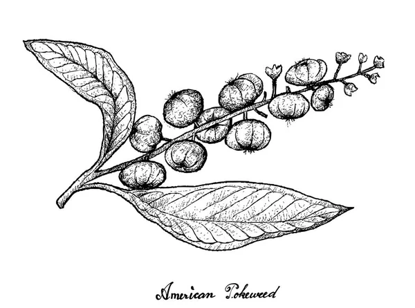 Dibujado a mano de American Pokeweed sobre fondo blanco — Vector de stock