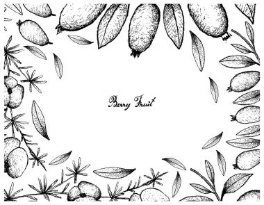 Kuşkonmaz Fern meyve ve Arrayan meyve el çizilen çerçeve