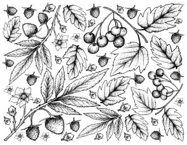 Atherton Ahududu ve Amerikan Cranberries elle çizilmiş arka