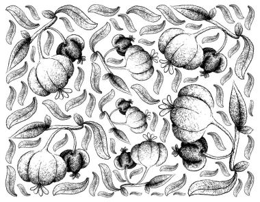 Taze Pitanga meyve çizilmiş arka plan el