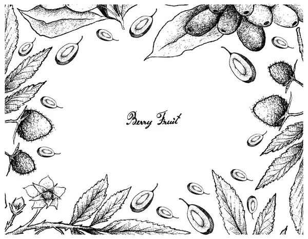 Cadre dessiné à la main de framboises Atherton et de prunes Jambolan — Image vectorielle
