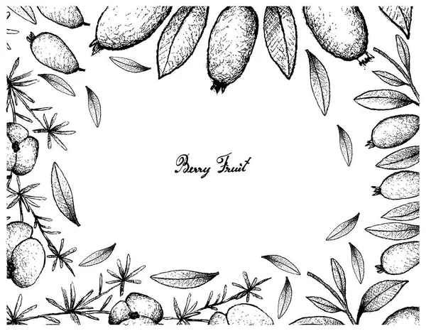 Cadre dessiné à la main de fruits de fougère asperge et d'arrayan — Image vectorielle