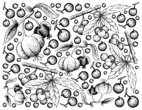 Fondo dibujado a mano de Allophylus Edulis y Pitanga Fruits — Vector de stock