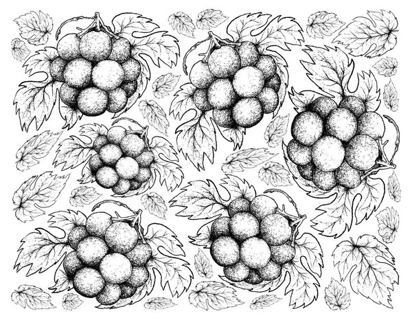 Ręka tło rysunku Pione świeżych winogron — Wektor stockowy