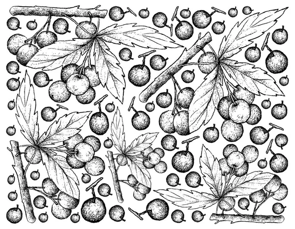 Ручной рисунок фона Allophylus Edulis Fruits — стоковый вектор