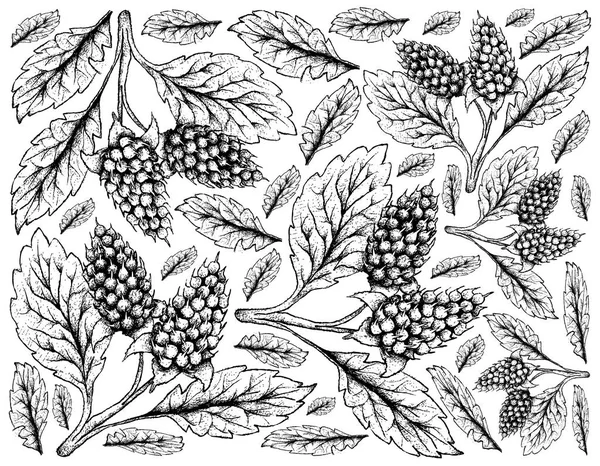 Handgezeichneter Hintergrund von Amora-Verde-Beeren — Stockvektor
