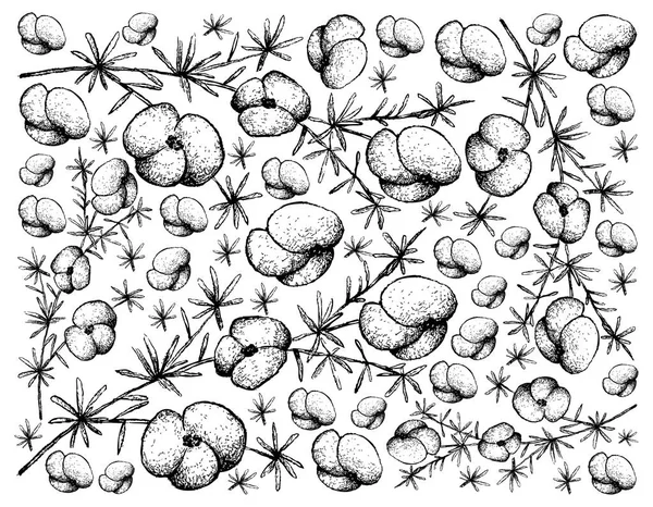 Fond dessiné à la main de fruits de fougères asperges — Image vectorielle