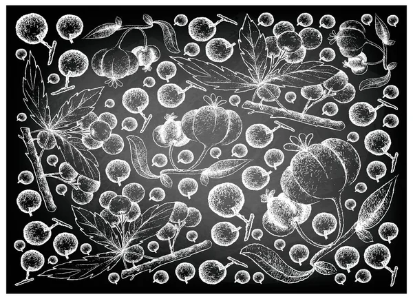 Allophylus 새싹 및 Pitanga 과일의 칠판에 그려진 손 — 스톡 벡터