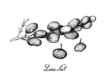 Elle tatlı olgun Luna somun meyvelerini beyaz arka plan üzerinde çizilmiş