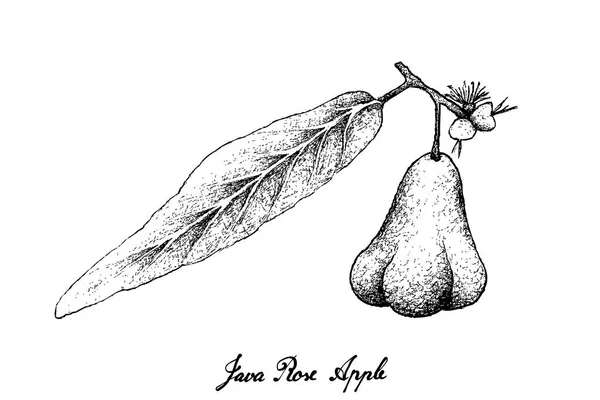 Dibujado a mano de Java Rose Apple sobre fondo blanco — Vector de stock
