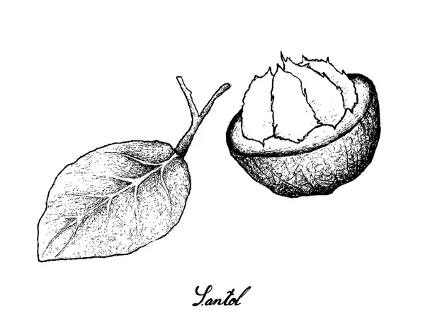 Dibujado a mano de fruta Santol madura dulce sobre fondo blanco — Vector de stock