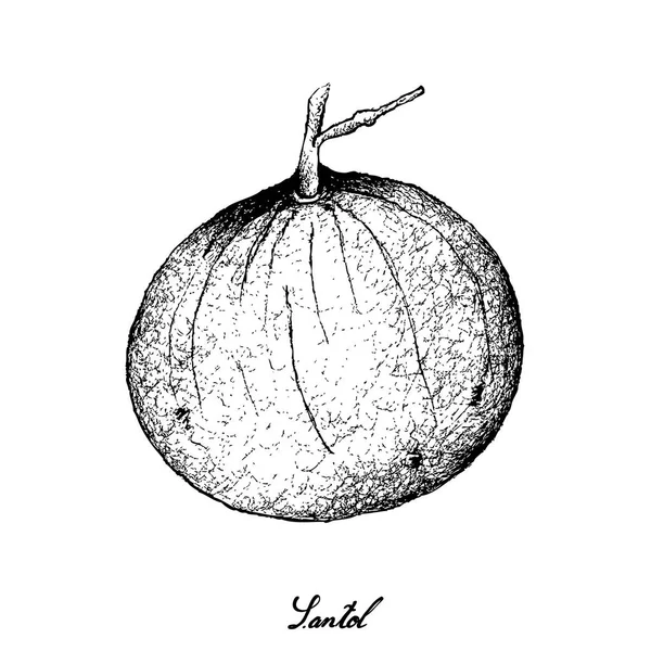 Disegnato a mano di frutta Santol dolce maturo su sfondo bianco — Vettoriale Stock