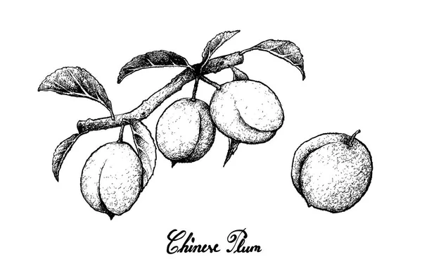 Hand Drawn of Chinese Plums on White Background — Stock Vector